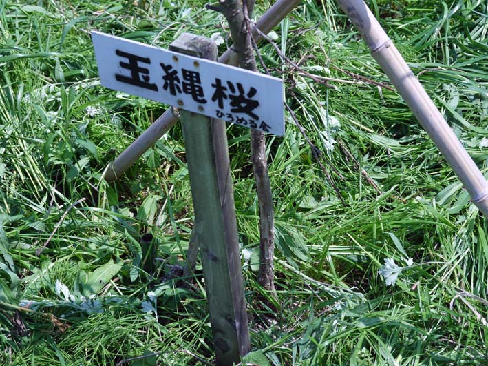野口初太郎翁頌徳碑建立地の玉縄桜に異変：13・4・22_c0014967_926546.jpg