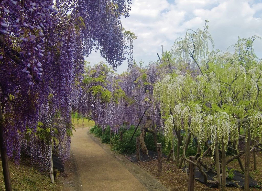 ふじ苑。。。神奈川県横須賀市_f0184669_16392516.jpg