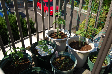 夏野菜の植え付けは連休前_c0199370_6505772.jpg