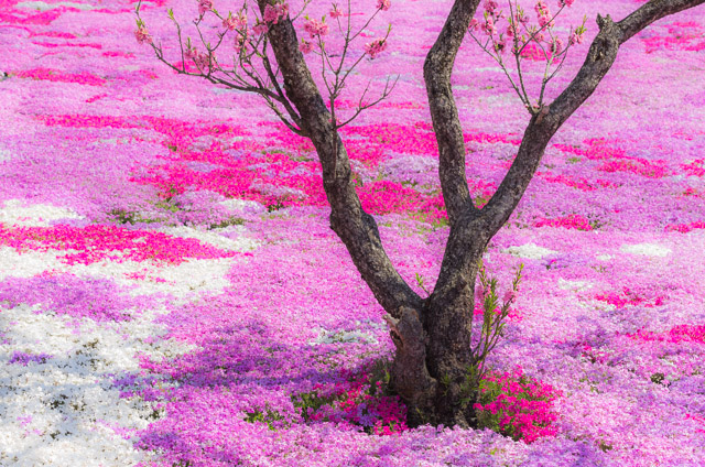 國田家の芝桜　（岐阜県・明宝）_b0279171_2111216.jpg