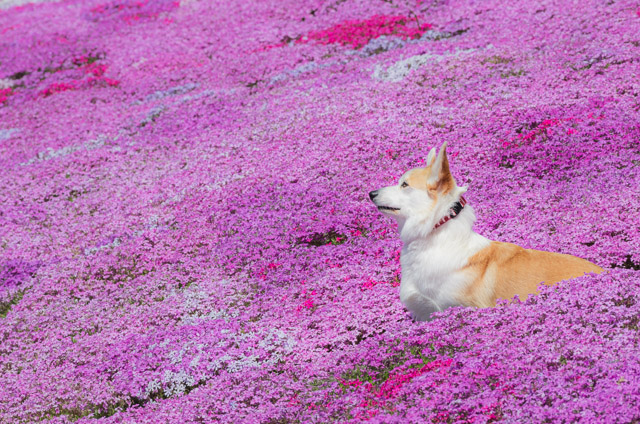 國田家の芝桜　（岐阜県・明宝）_b0279171_2112348.jpg