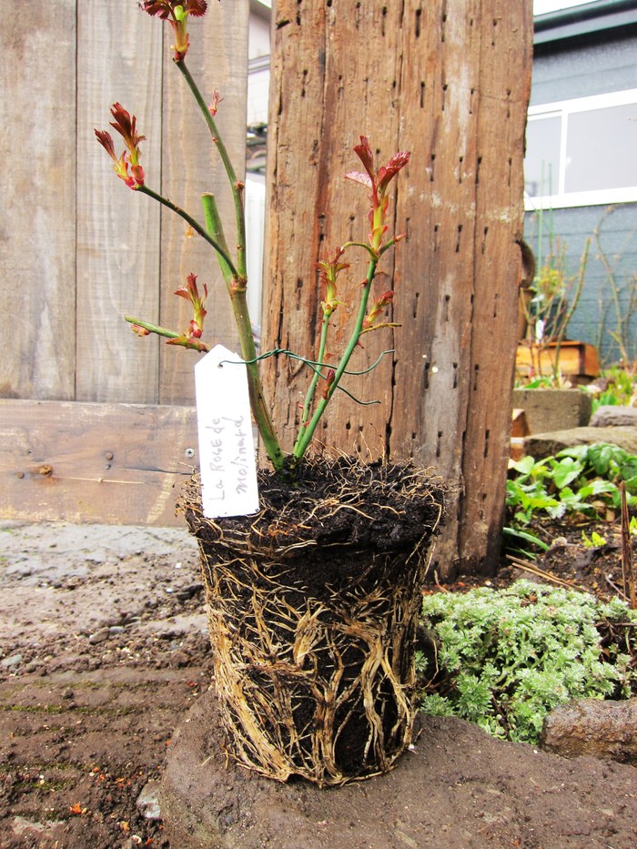 挿し木の植替え ｊｕｄｅの庭と薔薇のカヲリ