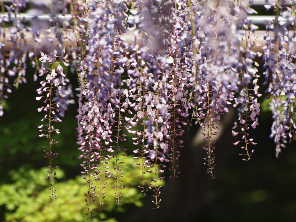 d0054276_2014350.jpg