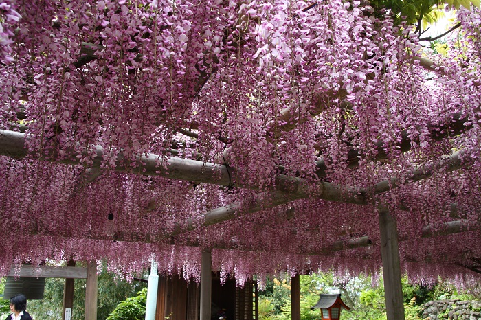 吉祥寺藤まつり 北九州shangri La