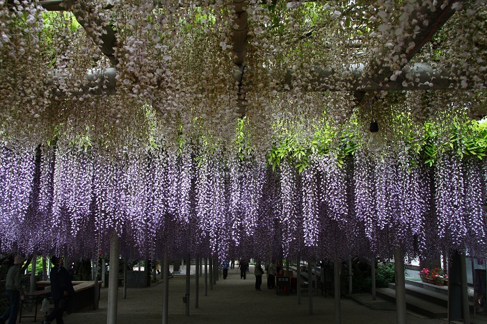 吉祥寺藤まつり 北九州shangri La