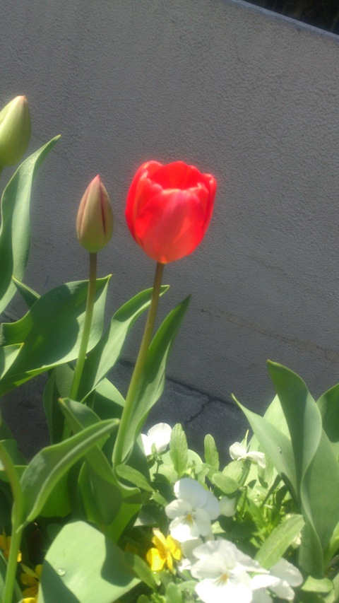 チューリップやっと咲いた！～　赤い花はなんて言う花？_d0182179_1424841.jpg