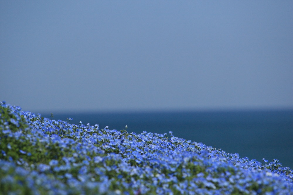 ネモフィラ　＜３＞FINAL　 ひたち海浜公園　２０１３・０４・２７_e0143883_7141925.jpg