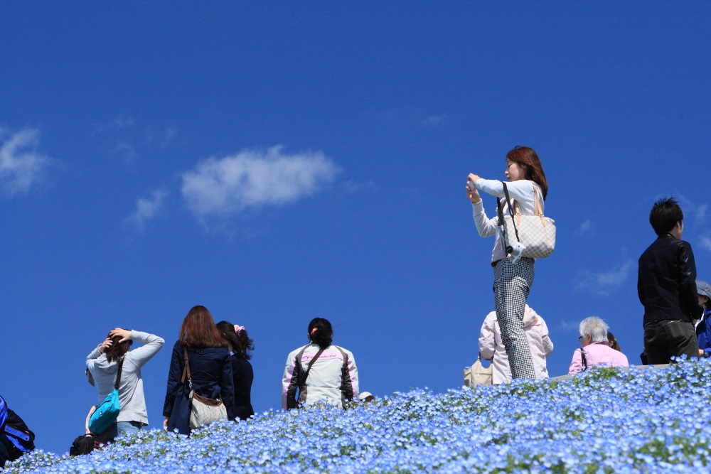 ネモフィラ　＜３＞FINAL　 ひたち海浜公園　２０１３・０４・２７_e0143883_716133.jpg