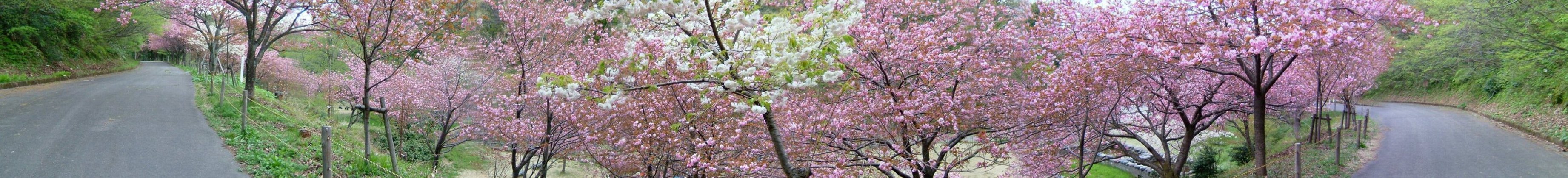 五智公園の八重桜ー満開！_e0065084_2033556.jpg