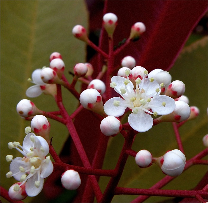 レッドロビンの花_d0006690_17154767.jpg