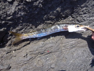 a0137192_2126079.jpg