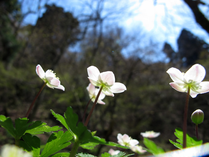 春の山野草　Ｇ１２_b0250494_23343477.jpg