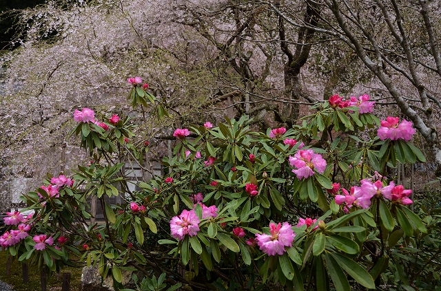 常照皇寺の九重桜_a0169902_11392498.jpg