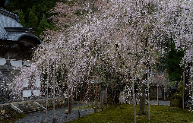 常照皇寺の九重桜_a0169902_11393441.jpg