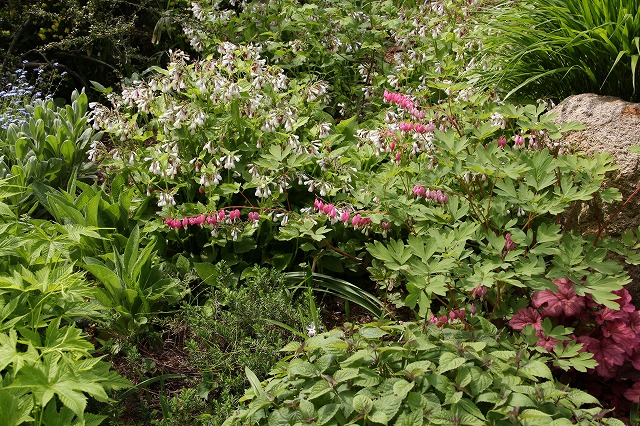 気分は天国から地獄へ　北山緑化植物園♪　_a0123003_9391569.jpg