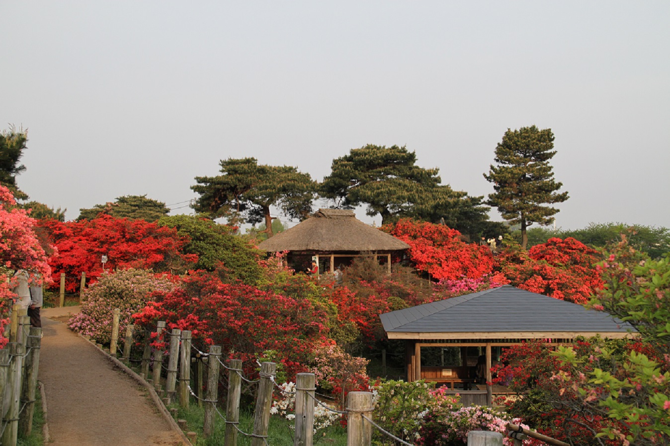 館林「つつじが岡公園」開花状況　やっぱり変です‼_f0239515_2135727.jpg