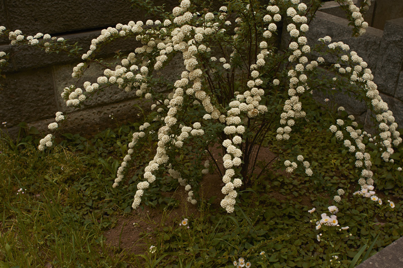 The Garden(Zoshigaya cemetery,Tokyo_Japan)_a0214416_18393360.jpg