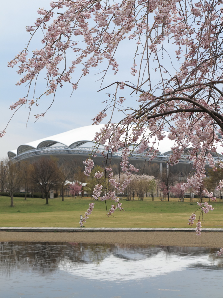 桜咲く公園_e0169421_17312636.jpg