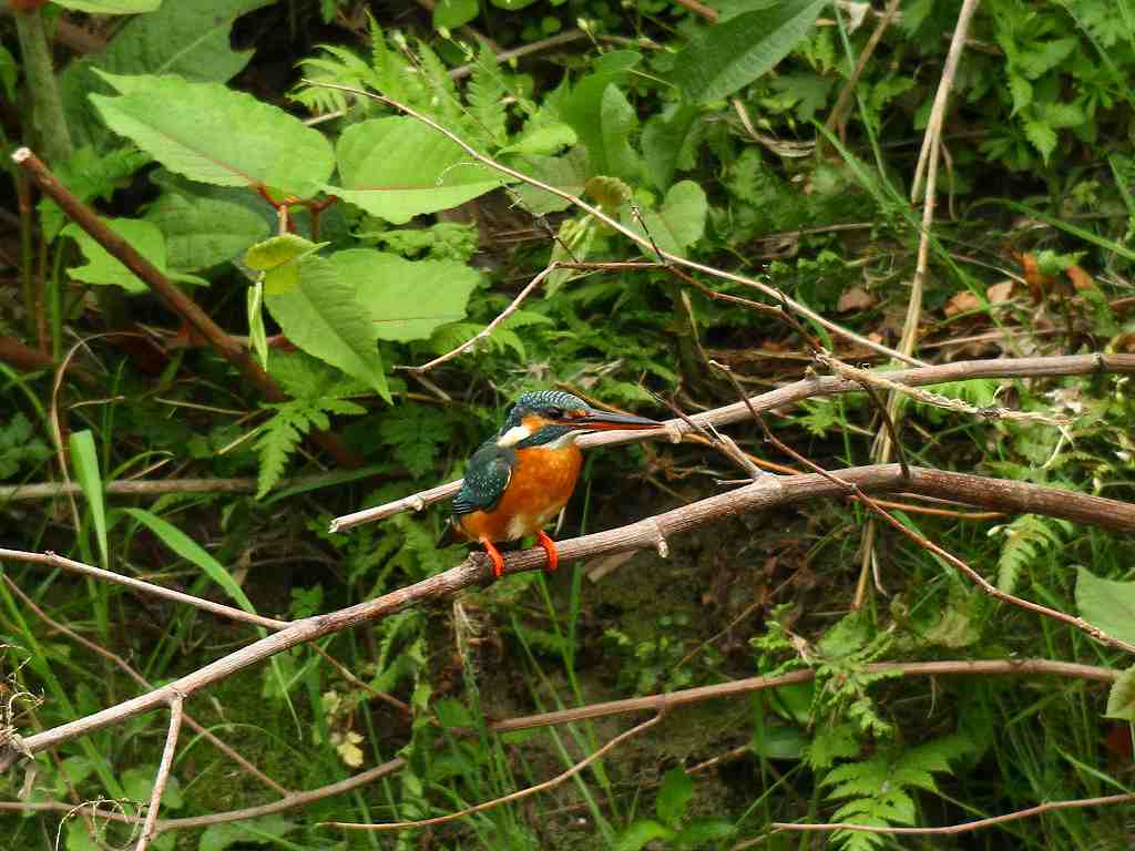 久し振り、黒目川のカワセミ_e0293921_2292978.jpg