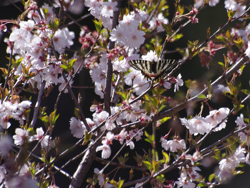 今年初の遠征は・・・20130429_f0160222_1932315.jpg