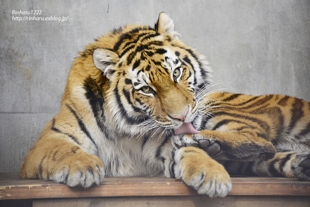 2013.2.12 宇都宮動物園☆アムールトラのチグ【Tiger】_f0250322_10184877.jpg