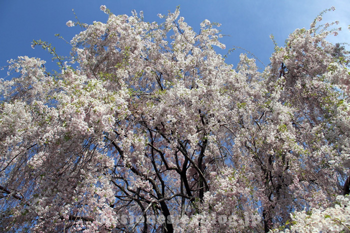 ニューヨークの桜でございます_c0064027_1256737.jpg