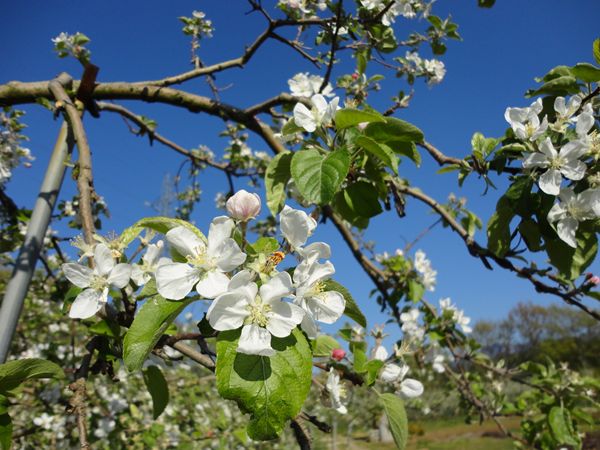 日本で最も美しい村　　　　　　　長野県上伊那郡中川村_b0180433_21415213.jpg