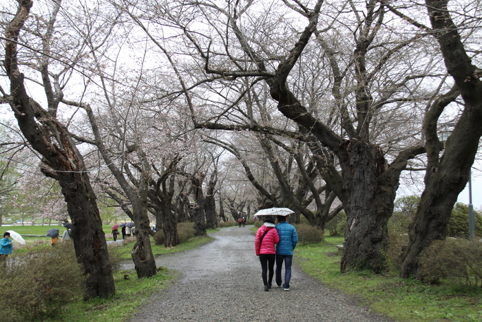 東北5大秘湯めぐり（3大桜まつり）①_c0115938_19484423.jpg