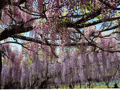 菜の花の美しさにびっくり_c0068639_20493882.gif