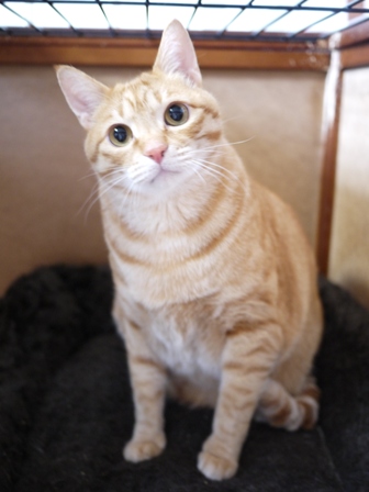 猫のお友だち トラくんモモちゃん編。_a0143140_18541415.jpg