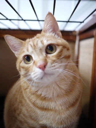 猫のお友だち トラくんモモちゃん編。_a0143140_1854505.jpg