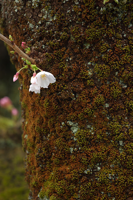 但馬桜行脚ファイナル　～幹咲き～_c0067040_22115155.jpg