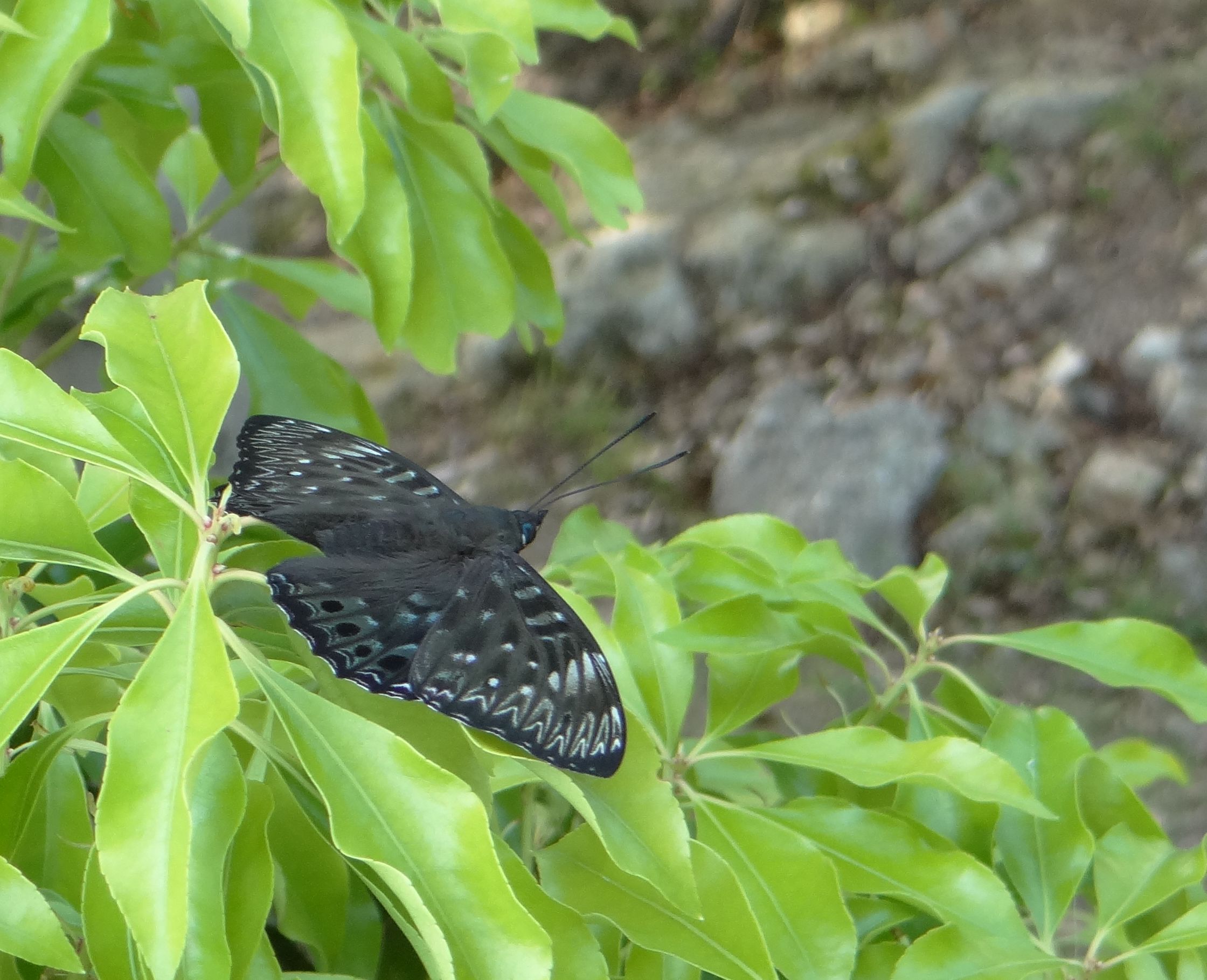 スミナガシ　4月29日　高知市五台山公園にて_d0254540_10431159.jpg
