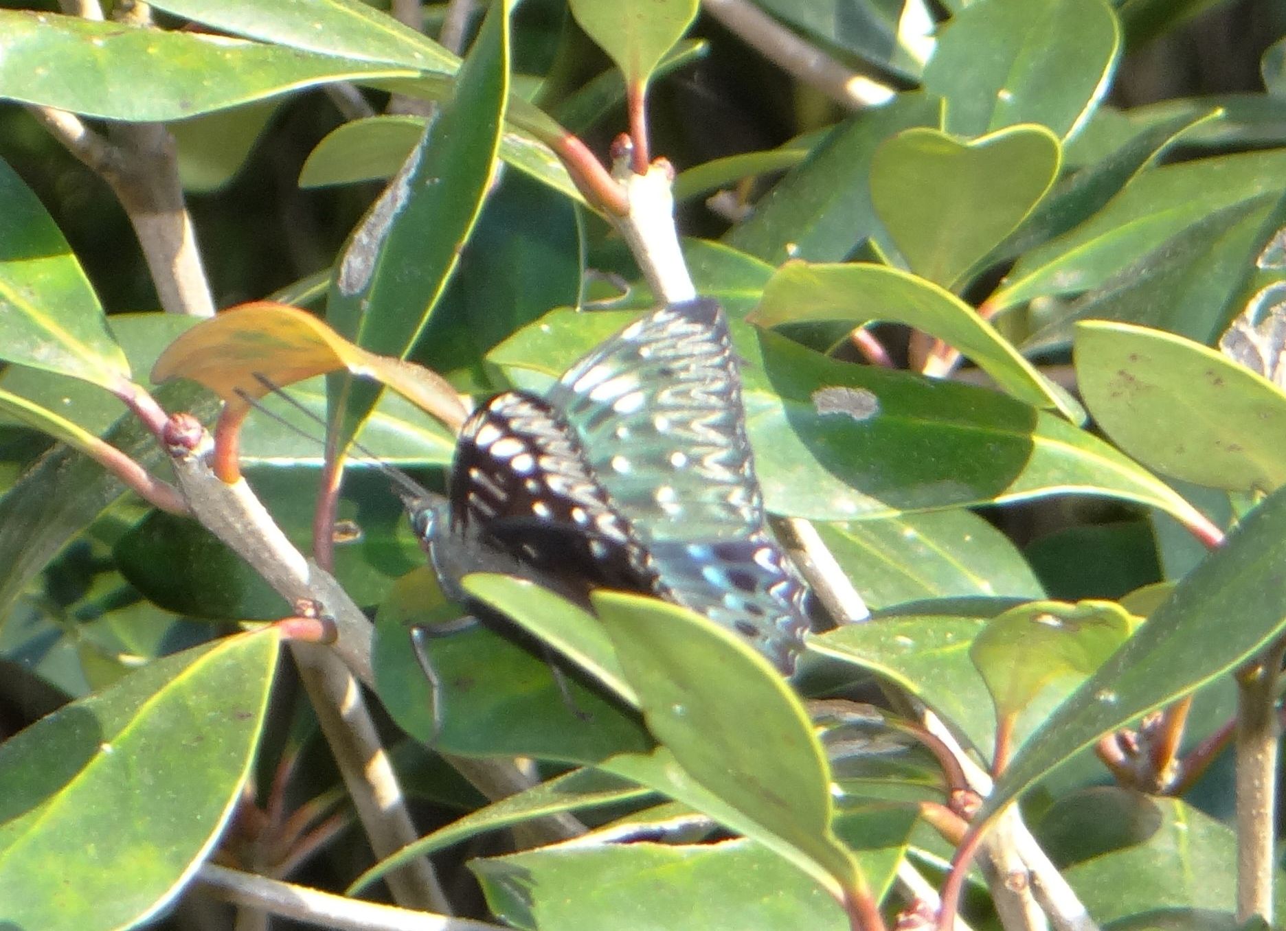スミナガシ　4月29日　高知市五台山公園にて_d0254540_10483119.jpg