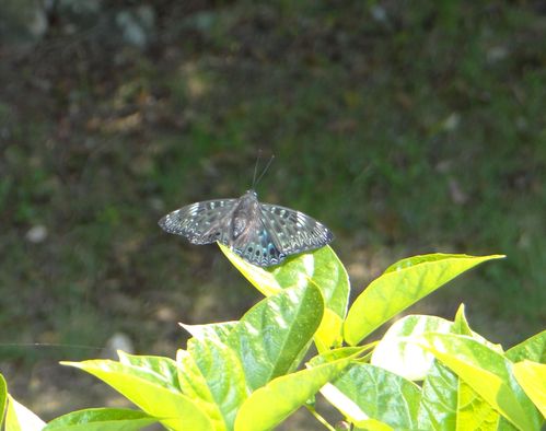 スミナガシ　4月29日　高知市五台山公園にて_d0254540_10484691.jpg