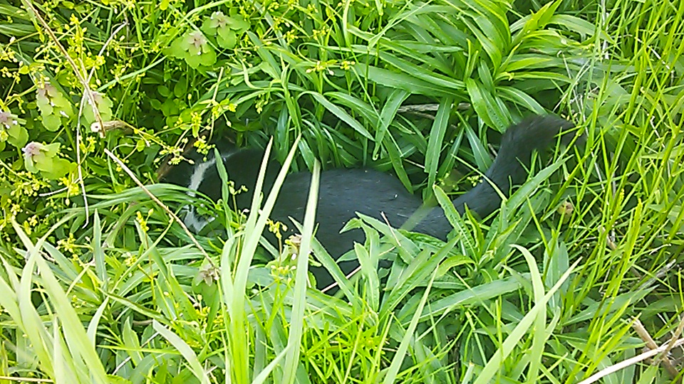 GW中休みの雨_e0145441_7265462.jpg