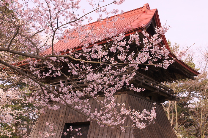 桜、陸奥国分寺跡　２_c0180845_239565.jpg