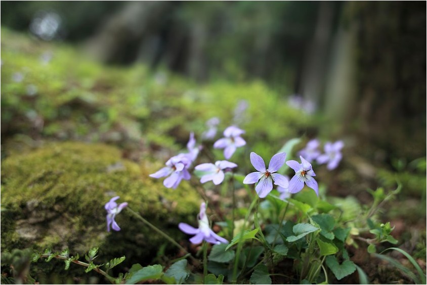 身近な野草にも・・・_e0091347_7144418.jpg