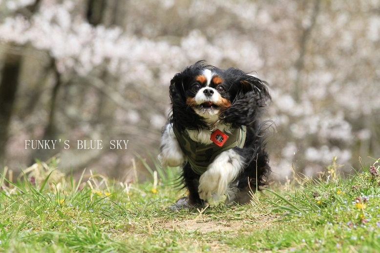 SAKURA*2013【その７－１・完全復活と思いきや・・】_c0145250_1713454.jpg