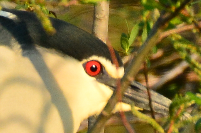 ペンギンみたいなゴイサギ_c0255760_7122192.jpg