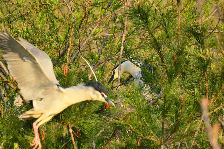 ペンギンみたいなゴイサギ_c0255760_792322.jpg