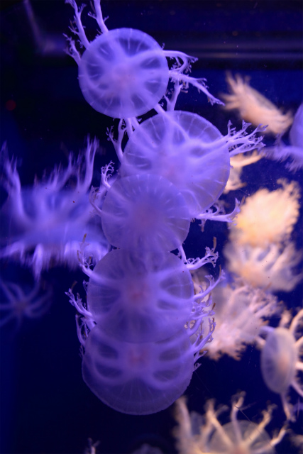 新江ノ島水族館のクラゲいろいろ♪_d0152261_22184872.jpg