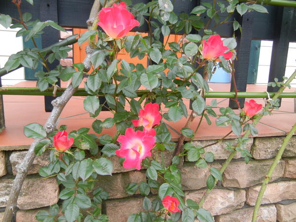 ’13,4,30(火)今日のお散歩も花巡り~!_f0060461_1039389.jpg