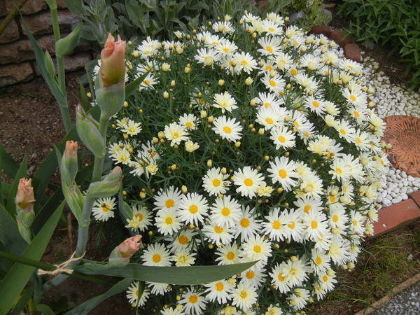 ’13,4,30(火)今日のお散歩も花巡り~!_f0060461_10394892.jpg