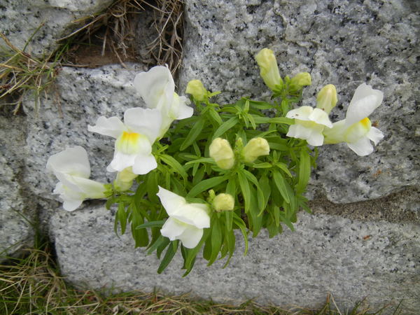 ’13,4,30(火)今日のお散歩も花巡り~!_f0060461_10442483.jpg