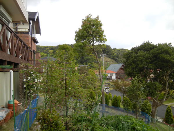’13,4,30(火)今日のお散歩も花巡り~!_f0060461_10475748.jpg