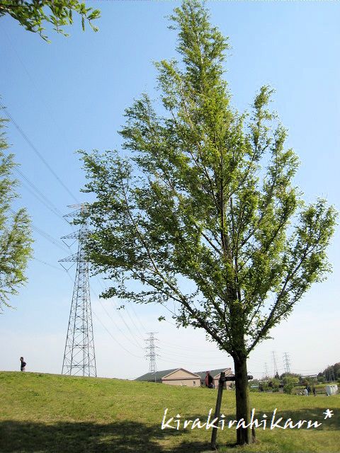 e0173670_10231875.jpg