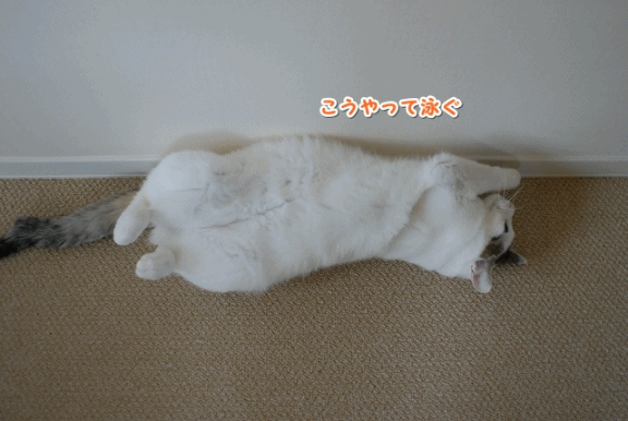 a0266372_00422.gif