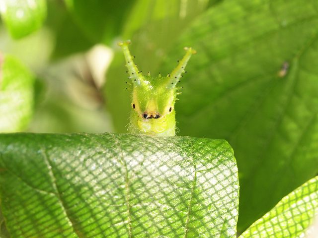 オオムラサキの幼虫 みなみかぜ通信