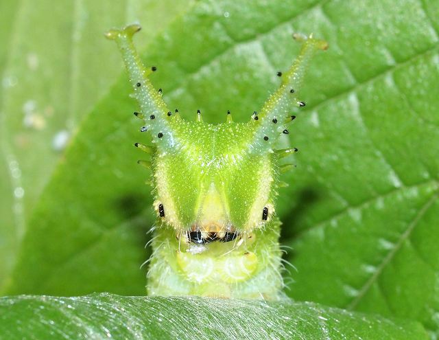 オオムラサキの幼虫 みなみかぜ通信 オオムラサキの幼虫 みなみかぜ通信